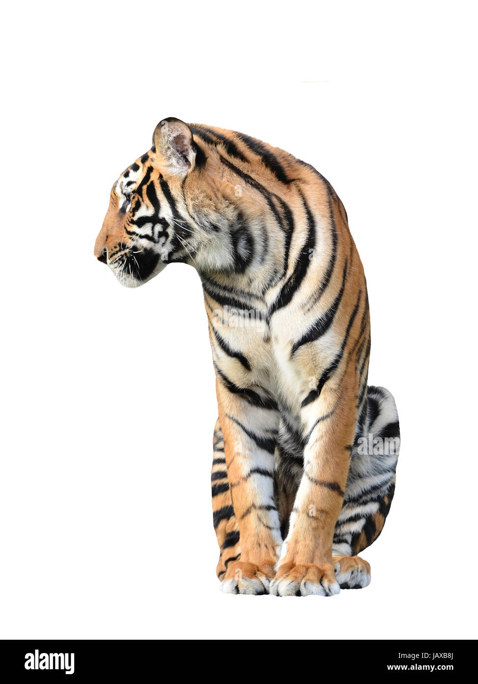 bengal tiger isolated on white background Stock Photo - Alamy