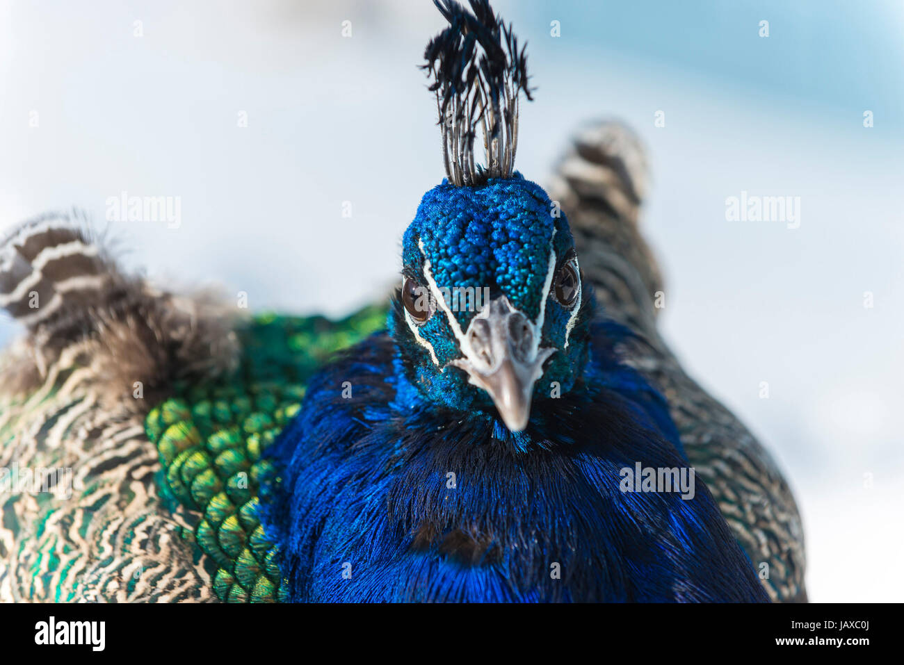 Close-up shot of a peacock looking into the camera Stock Photo - Alamy