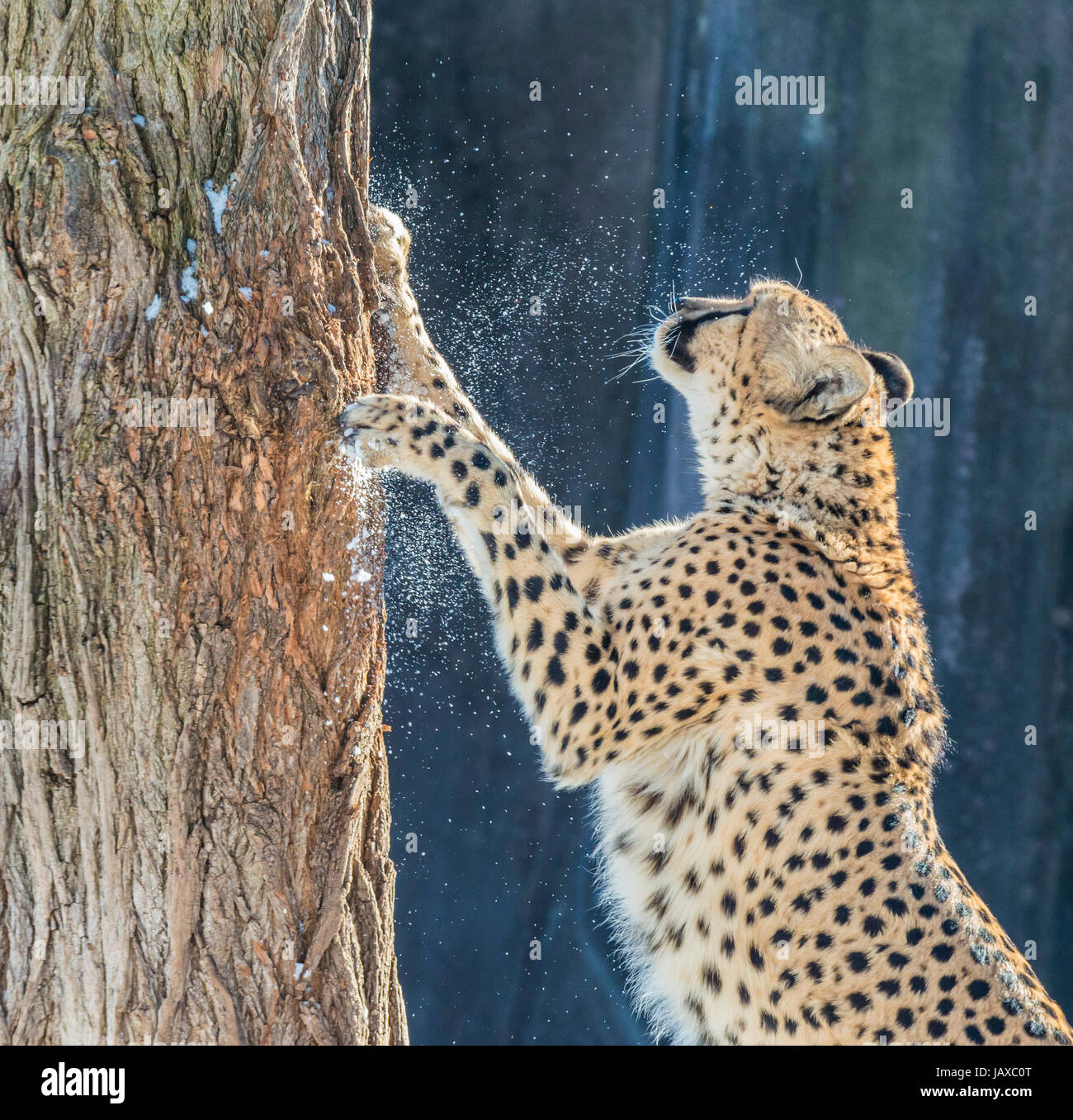 Jaguar animal scratching hi-res stock photography and images - Alamy