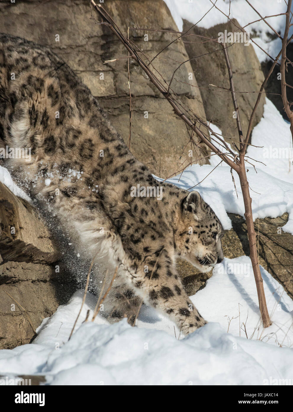 Snow leopard jumping hi-res stock photography and images - Alamy