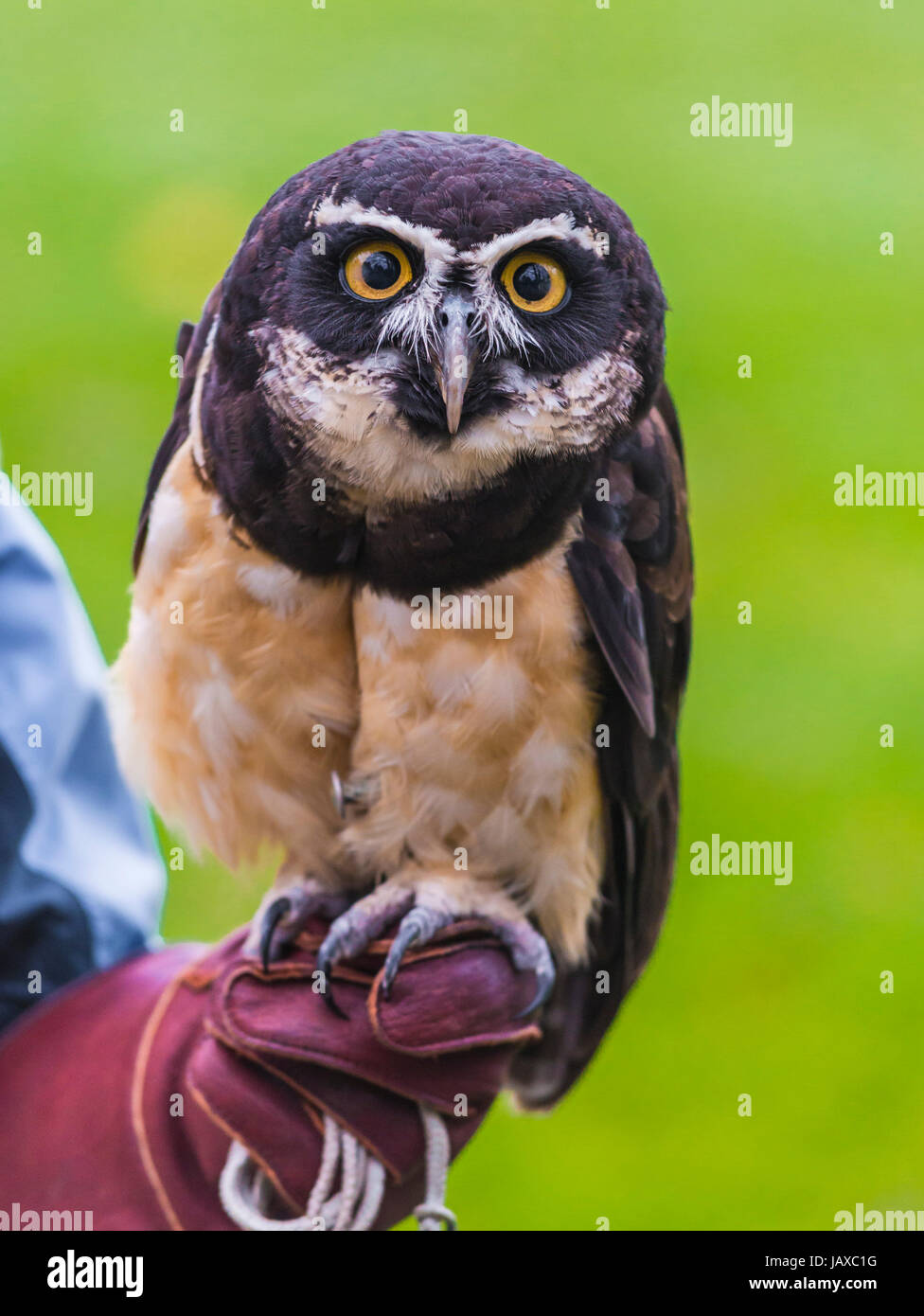 Spectacle owl hi-res stock photography and images - Alamy