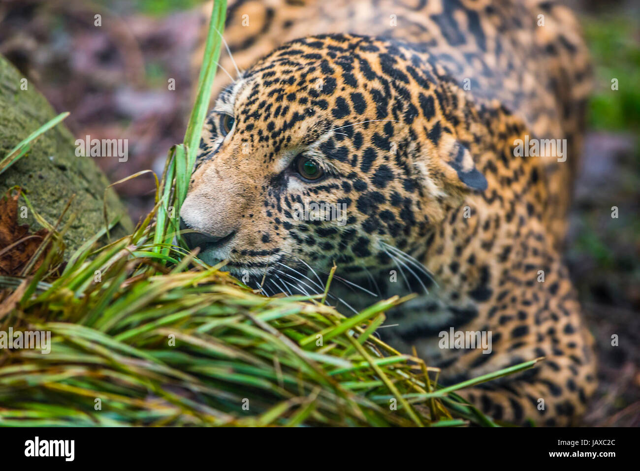 Beautiful Jaguar animal in it's natural habitat Stock Photo Alamy