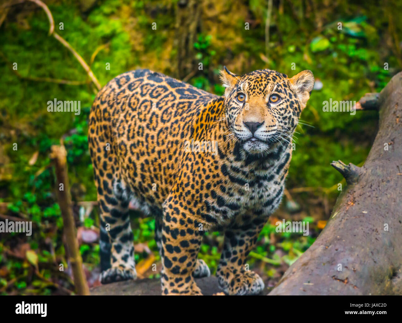 Beautiful Jaguar animal in it's natural habitat Stock Photo - Alamy