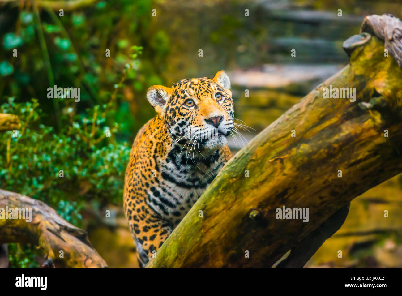 Beautiful Jaguar animal in it's natural habitat Stock Photo Alamy