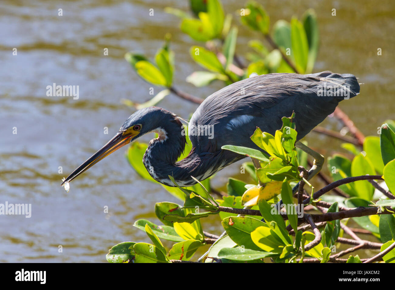 12 federn hi-res stock photography and images - Alamy