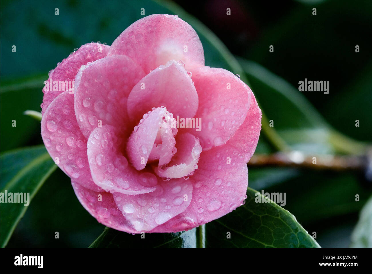 macro close up of a  pink rosa canina rosacee  in green background and drop Stock Photo