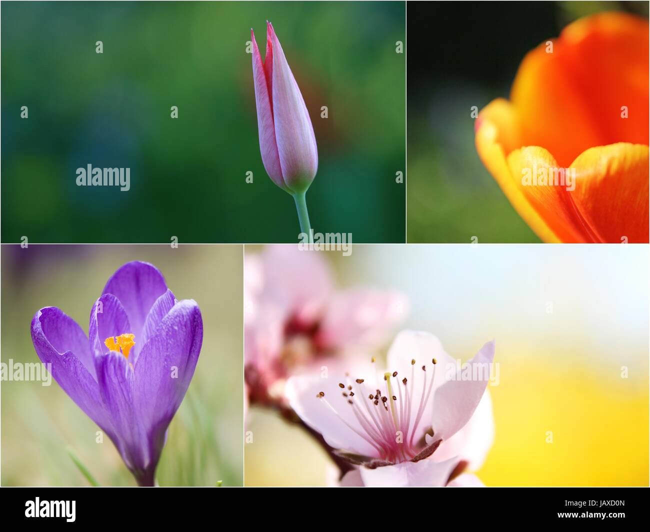 flowers Stock Photo