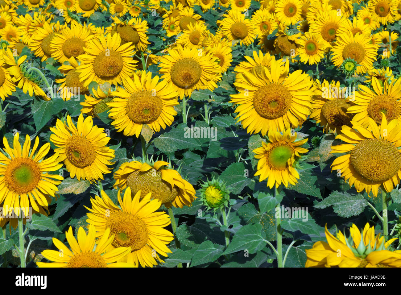 Beautiful blooming field of sunflowers under blue sky Stock Photo - Alamy