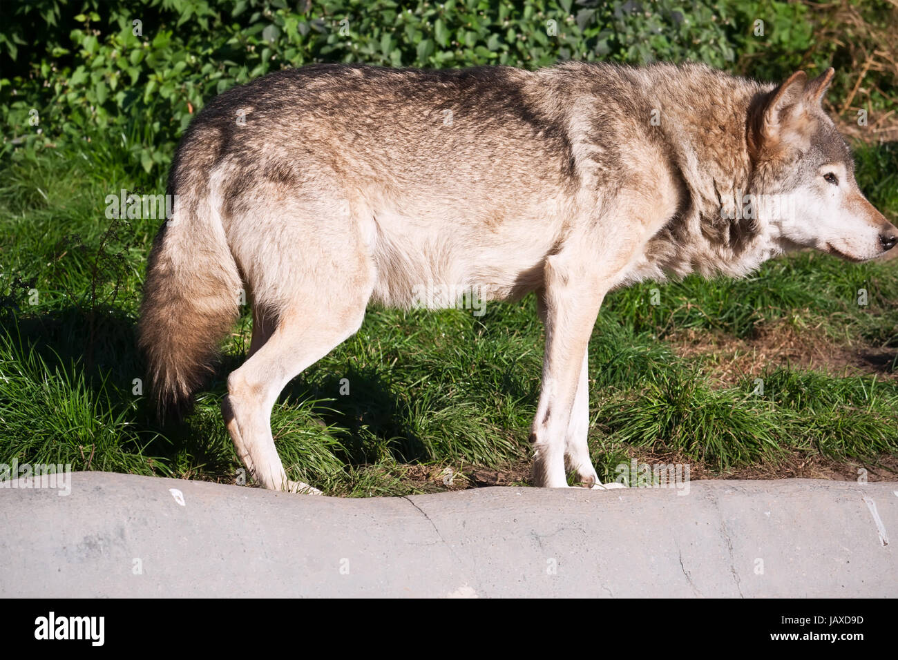 Nice close up portrait of gray wolf Stock Photo - Alamy
