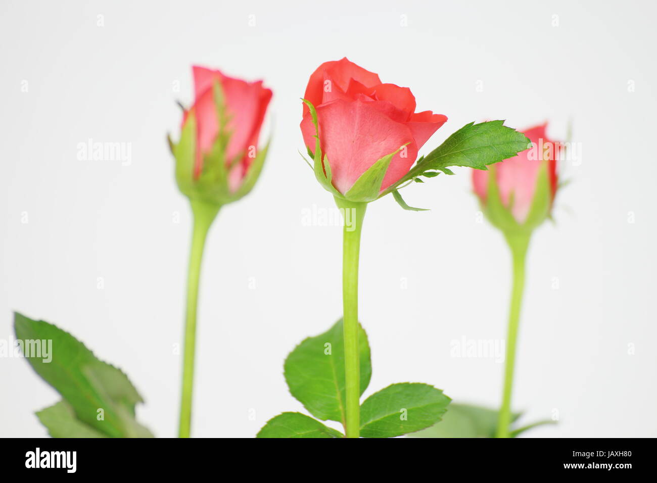 Page of red roses hi-res stock photography and images - Alamy