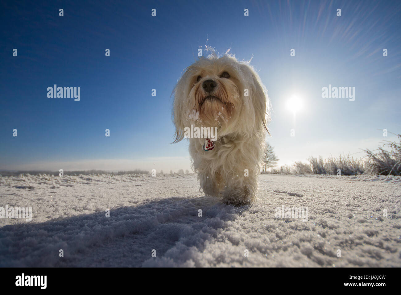 Ein Hund läuft gemächlich auf den Fotografen zu und blickt leicht über die Kamera hinweg. Im Rücken des Hundes strahlt die Sonne über die Winterlandschaft. Stock Photo