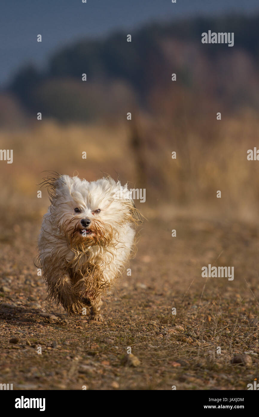 Ein Kleiner Havaneser gibt alles, dabei stört er sich nicht im geringsten daran dass er ganz schmutzig wird. Hund rennt auf Fotografen zu. Stock Photo