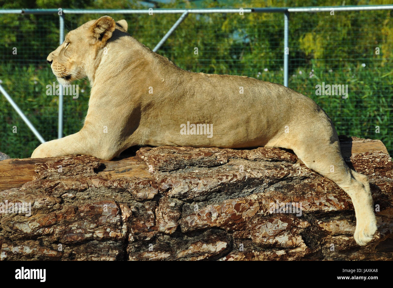African lioness resting on tree trunk. Wild animal. Stock Photo