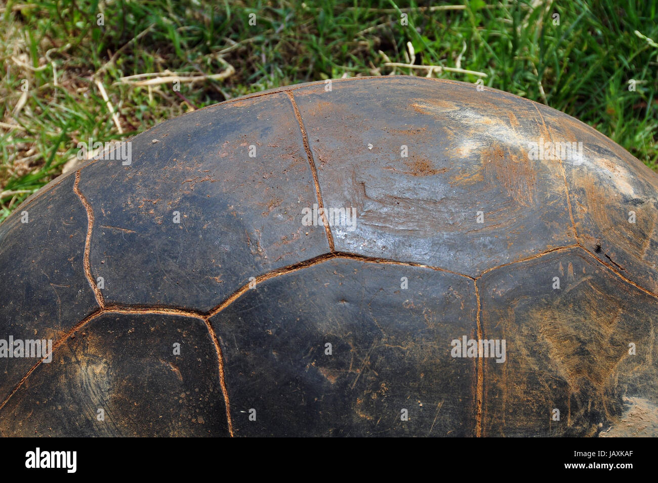 Aldabra giant tortoise shell background. Reptile animal macro Stock ...