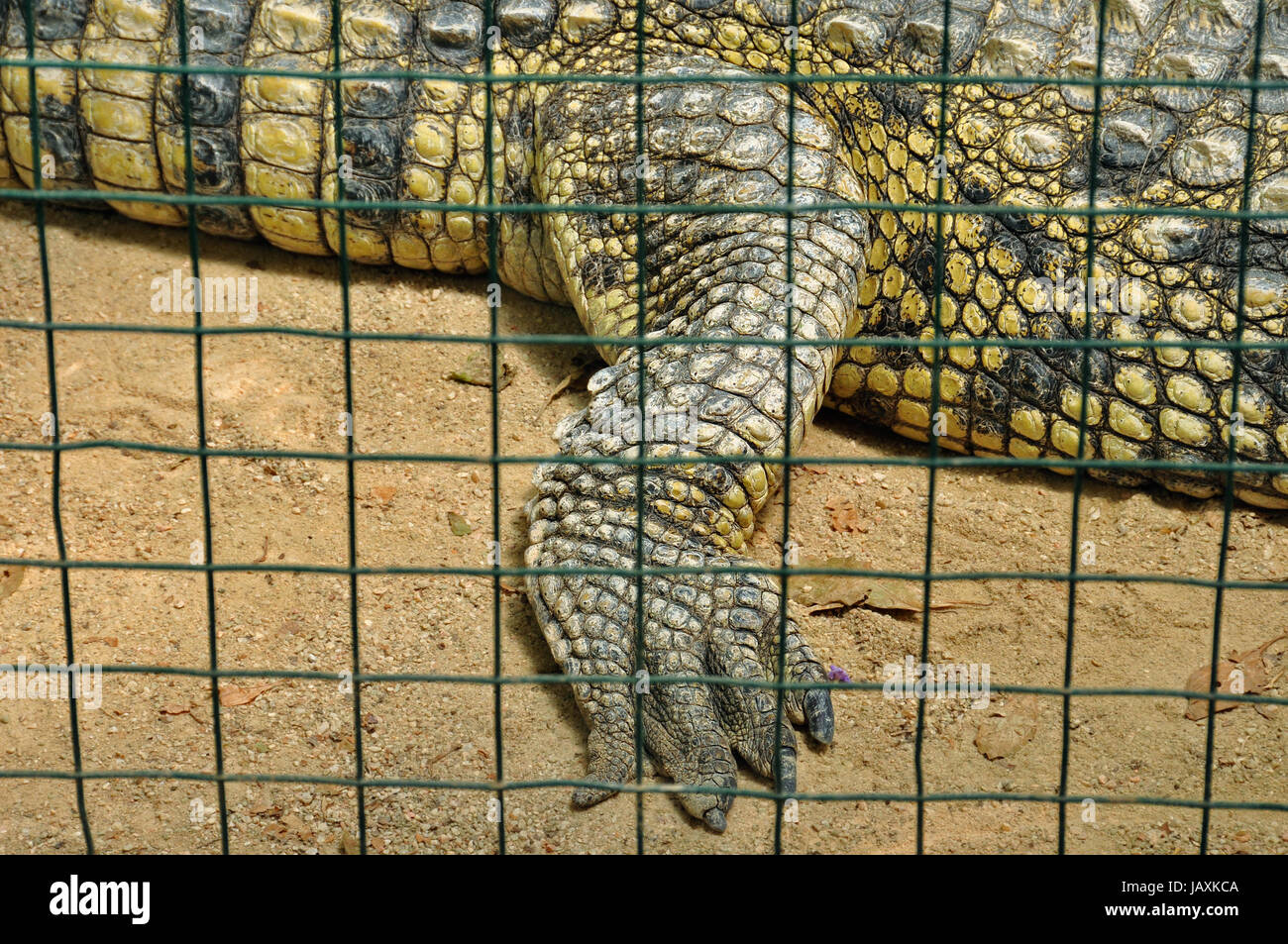 Nile crocodile claws and skin detail of dangerous reptile in captivity. Wild animal. Stock Photo