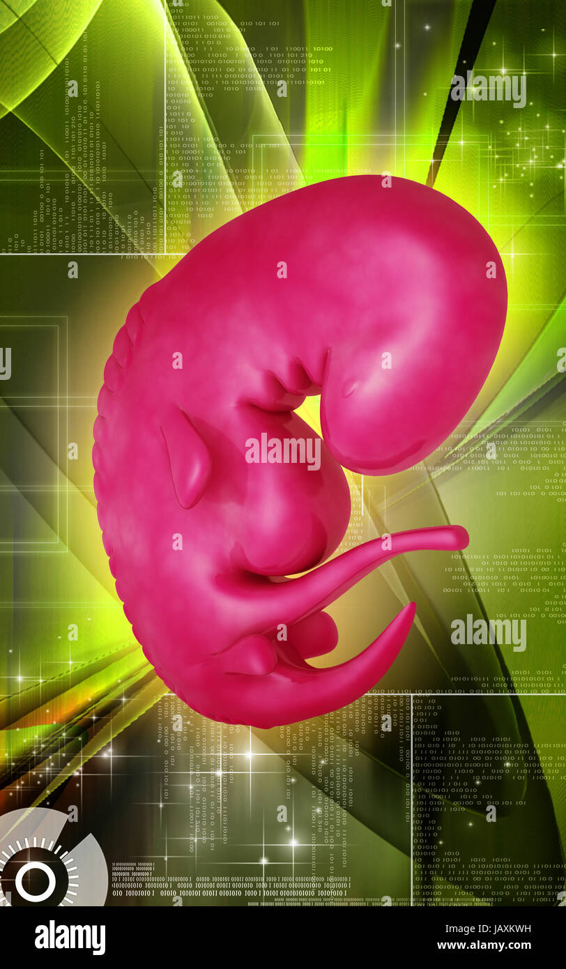 3d ultrasound foetus hi-res stock photography and images - Alamy