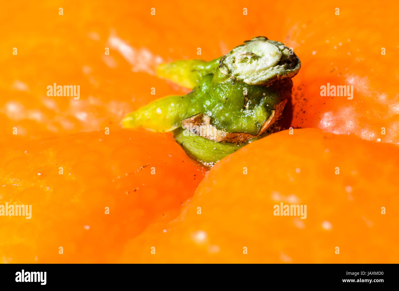 Mandarine Grossaufnahme Stock Photo