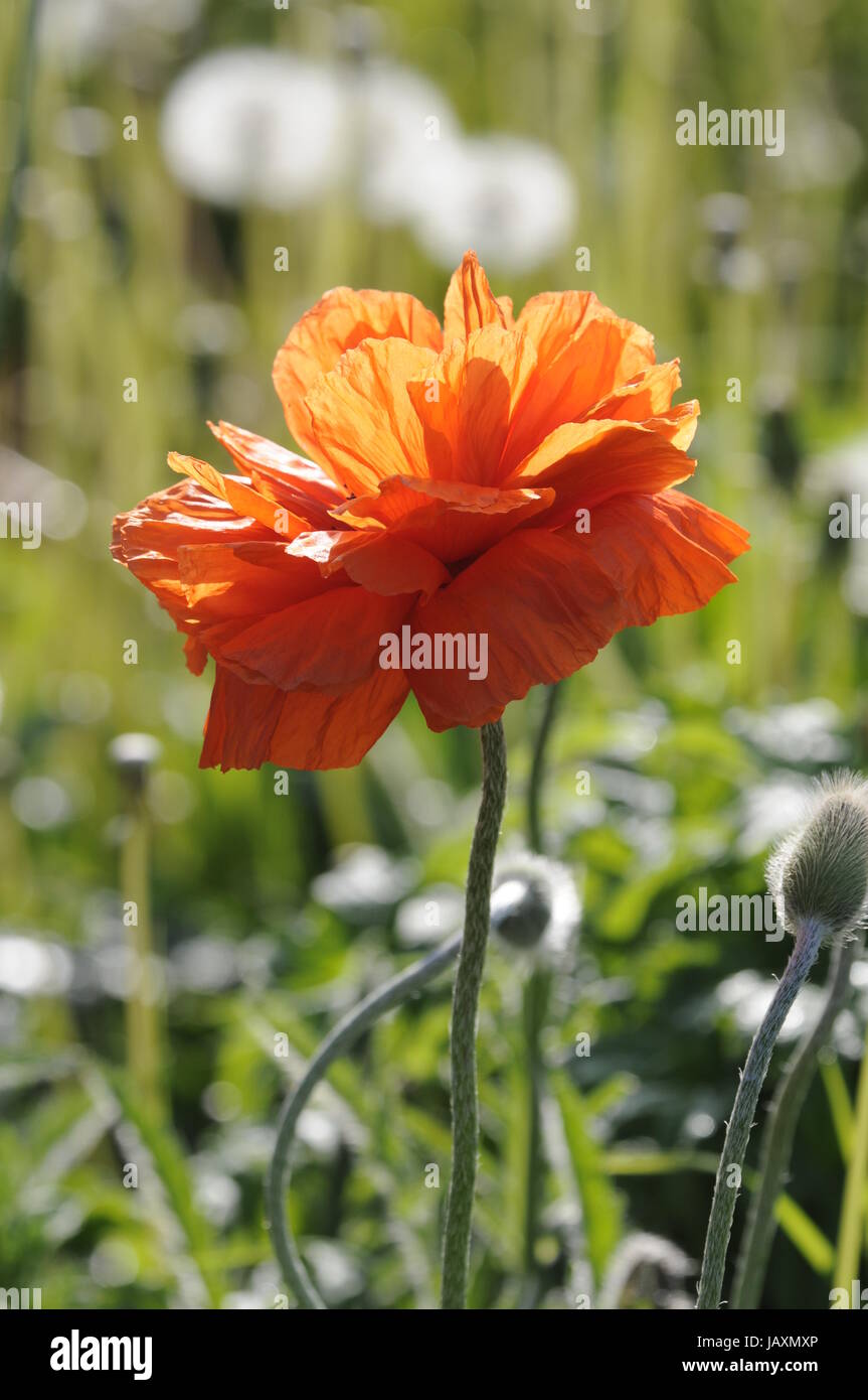 ziermohn, mohn, klatschmohn, ziermohnblüte, mohnblüte, klatschmohnblüte ...