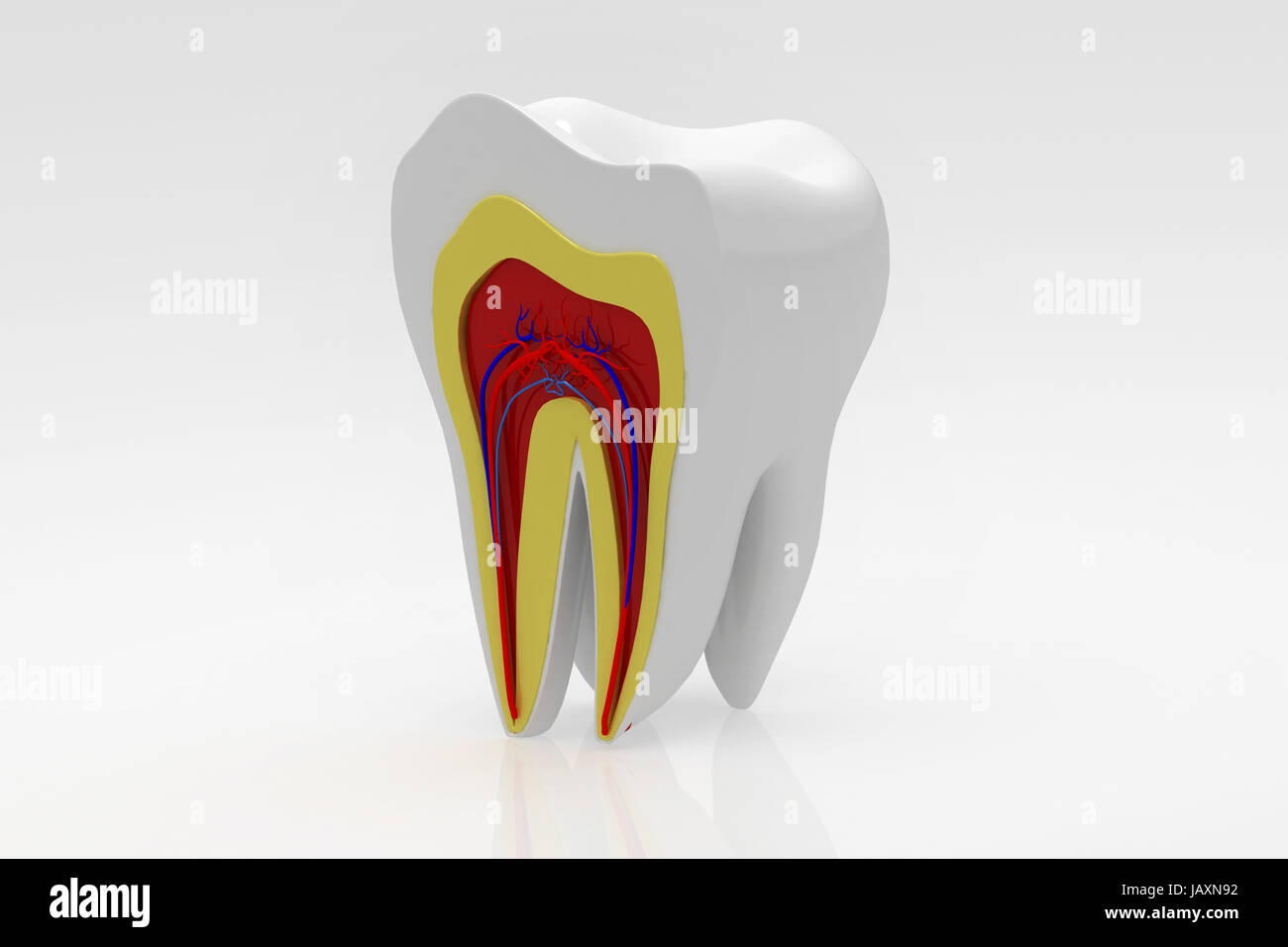 Human healthy bone cross section hi-res stock photography and images ...