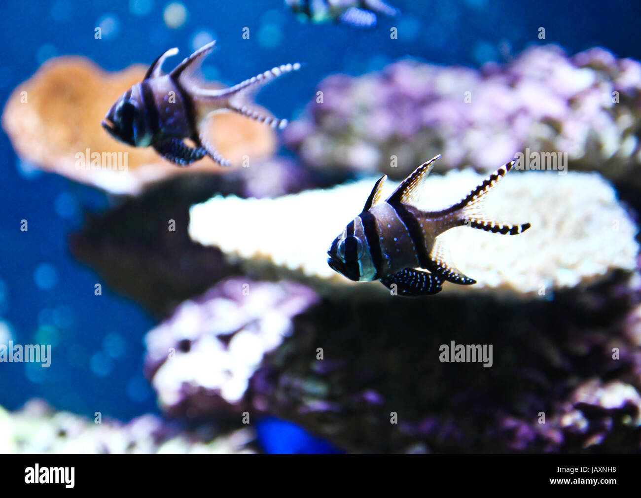 Fish in aquarium desktop wallpaper hi-res stock photography and images -  Alamy