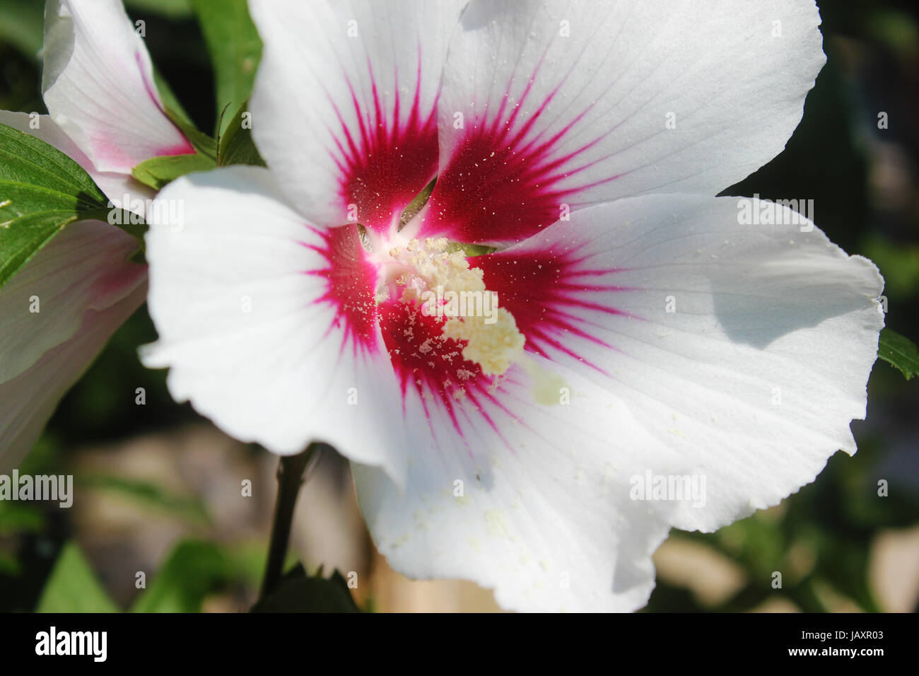Rose of sharon flower Stock Photo Alamy