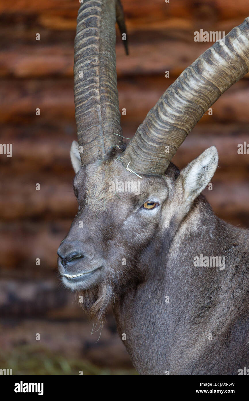 Portrait of a stern looking alpine Ibex, showing its teeth Stock Photo