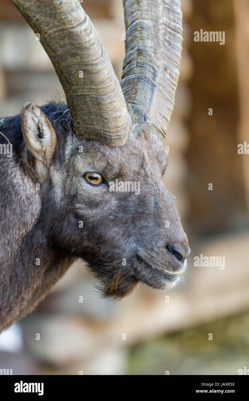Portrait of a friendly looking alpine Ibex, showing its teeth Stock Photo