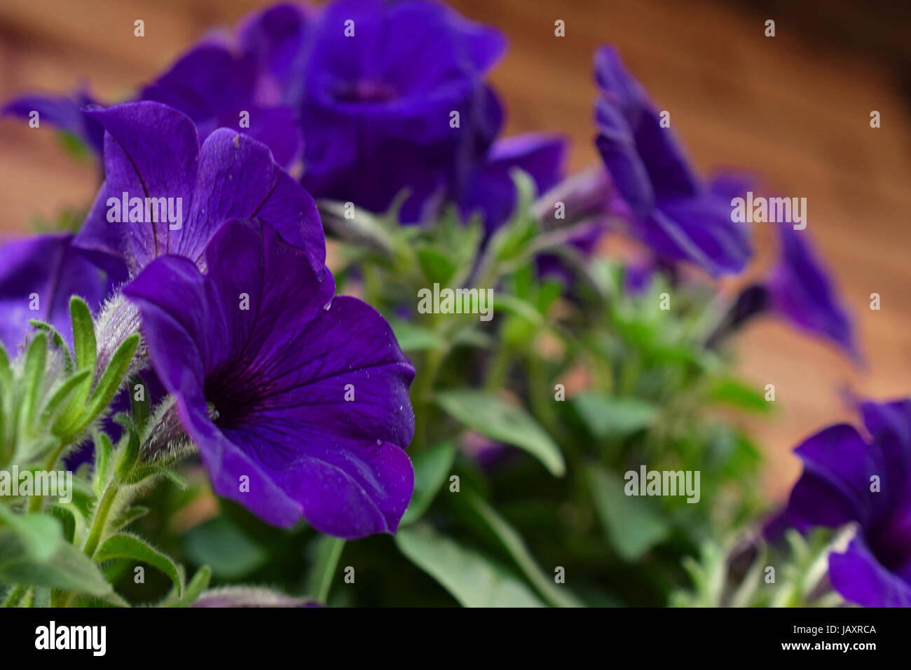 Purple Petunia flowers. Selective focus Stock Photo