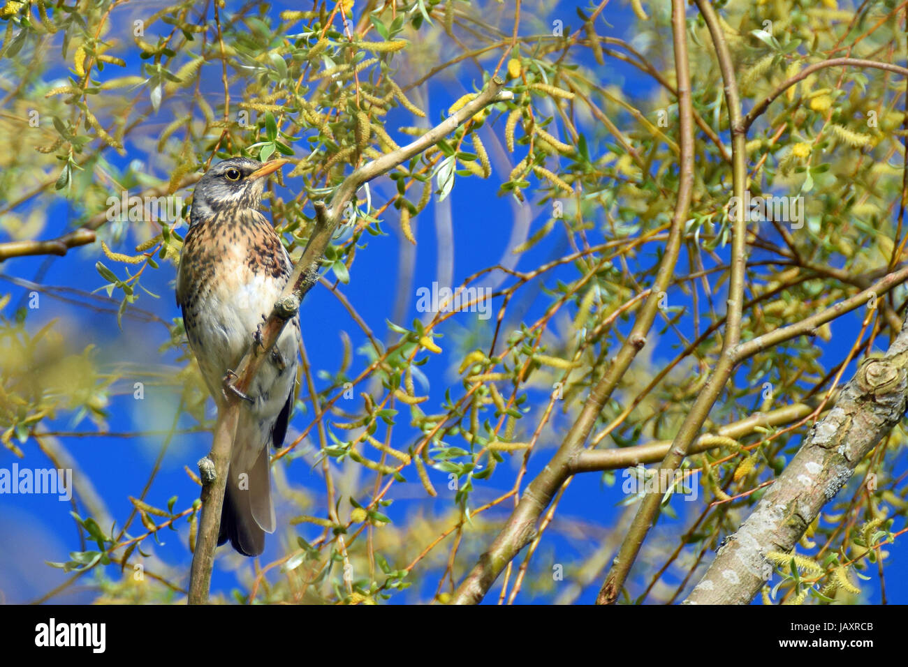 Fieldfare bird (Turdus pilaris) sitting on tree Stock Photo