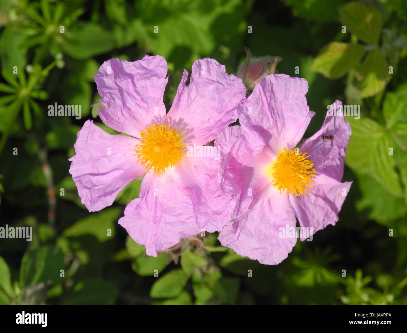 dog rose bleed Stock Photo Alamy
