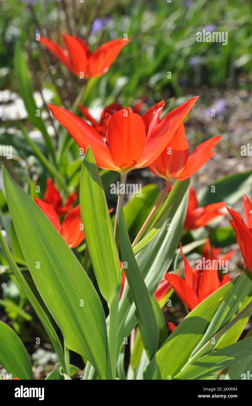 Tulpe blumengarten hires stock photography and images Alamy