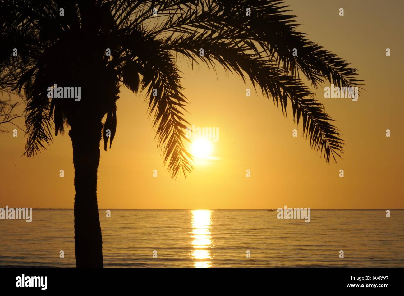 palme, Baum,  MorgendÃ¤mmerung, morgen , himmel, sonne, morgenhimmel, sÃ¼den, sonnenaufgang,  meer, kÃ¼ste, landschaft, natur, himmel, morgenrot, einzeln, romantisch, malerisch, fernreise, exotisch, urlaub, fernweh, reise, tourismus Stock Photo