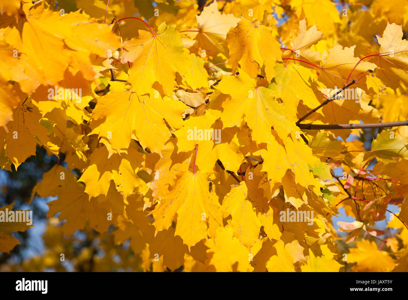 Beautiful photo of autumn maple with golden yellow leaves Stock Photo ...