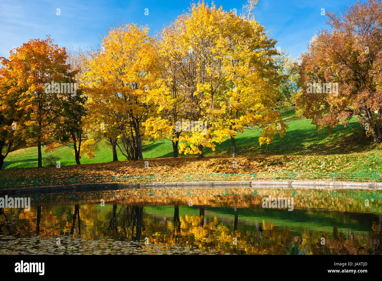 Beautiful photo of autumn maple with golden yellow leaves Stock Photo ...