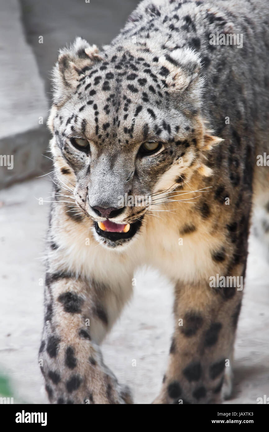 Beautiful close-up photo of rare Snow Leopard Stock Photo - Alamy