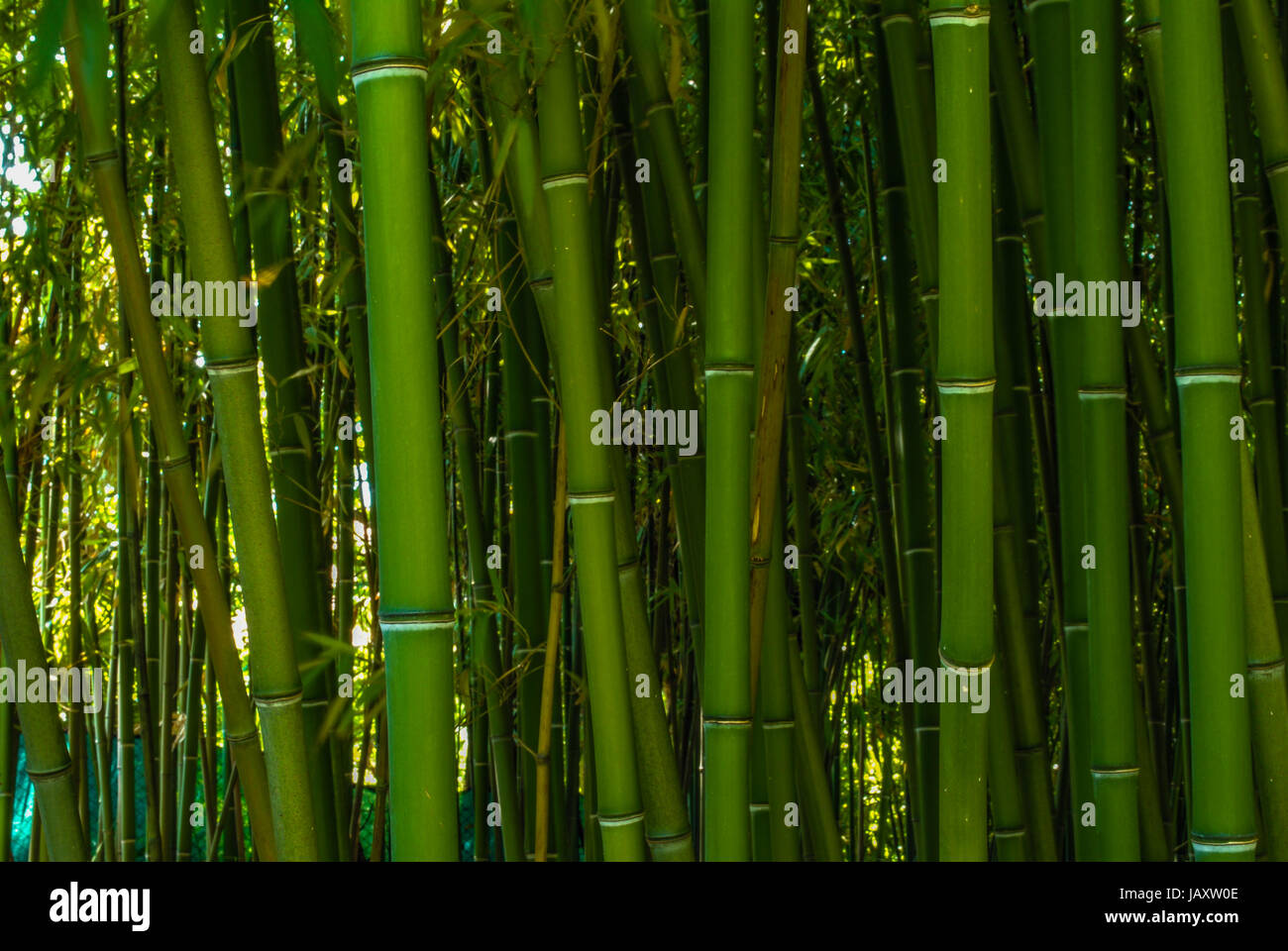 cultivation of high and green bamboo canes Stock Photo Alamy
