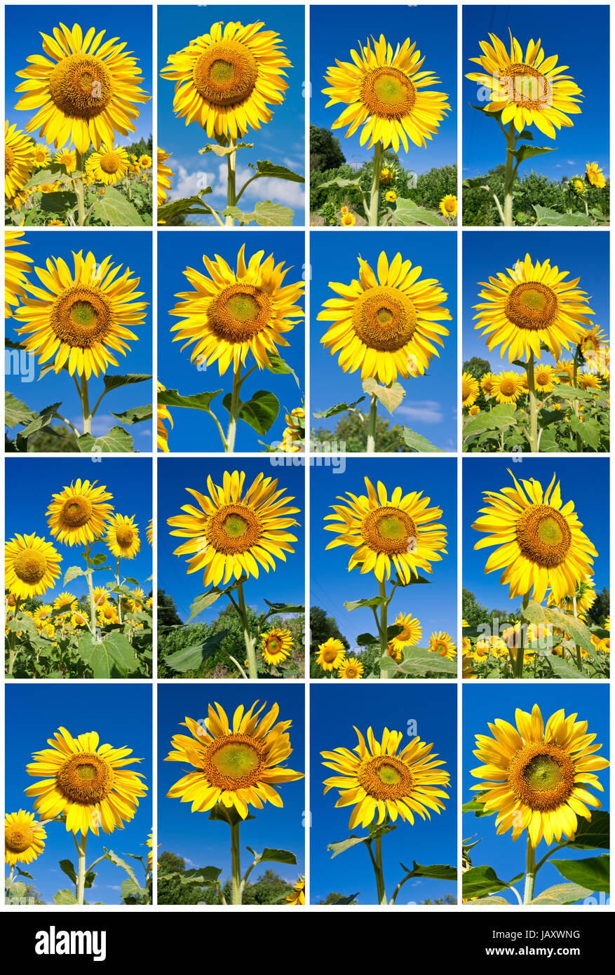 Collection of big yellow sunflowers under blue sky Stock Photo - Alamy