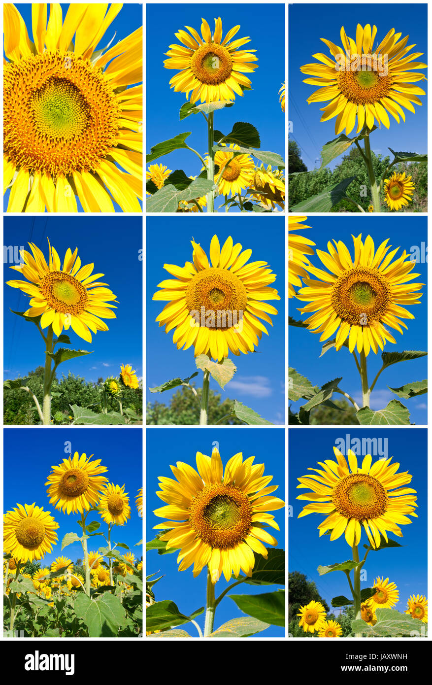 Collection of big yellow sunflowers under blue sky Stock Photo - Alamy