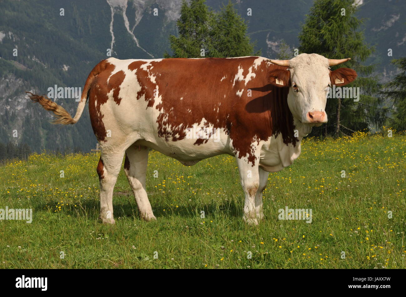 kuh, tennengebirge,werfenweng, alm, weide, landwirtschaft, alpen ...