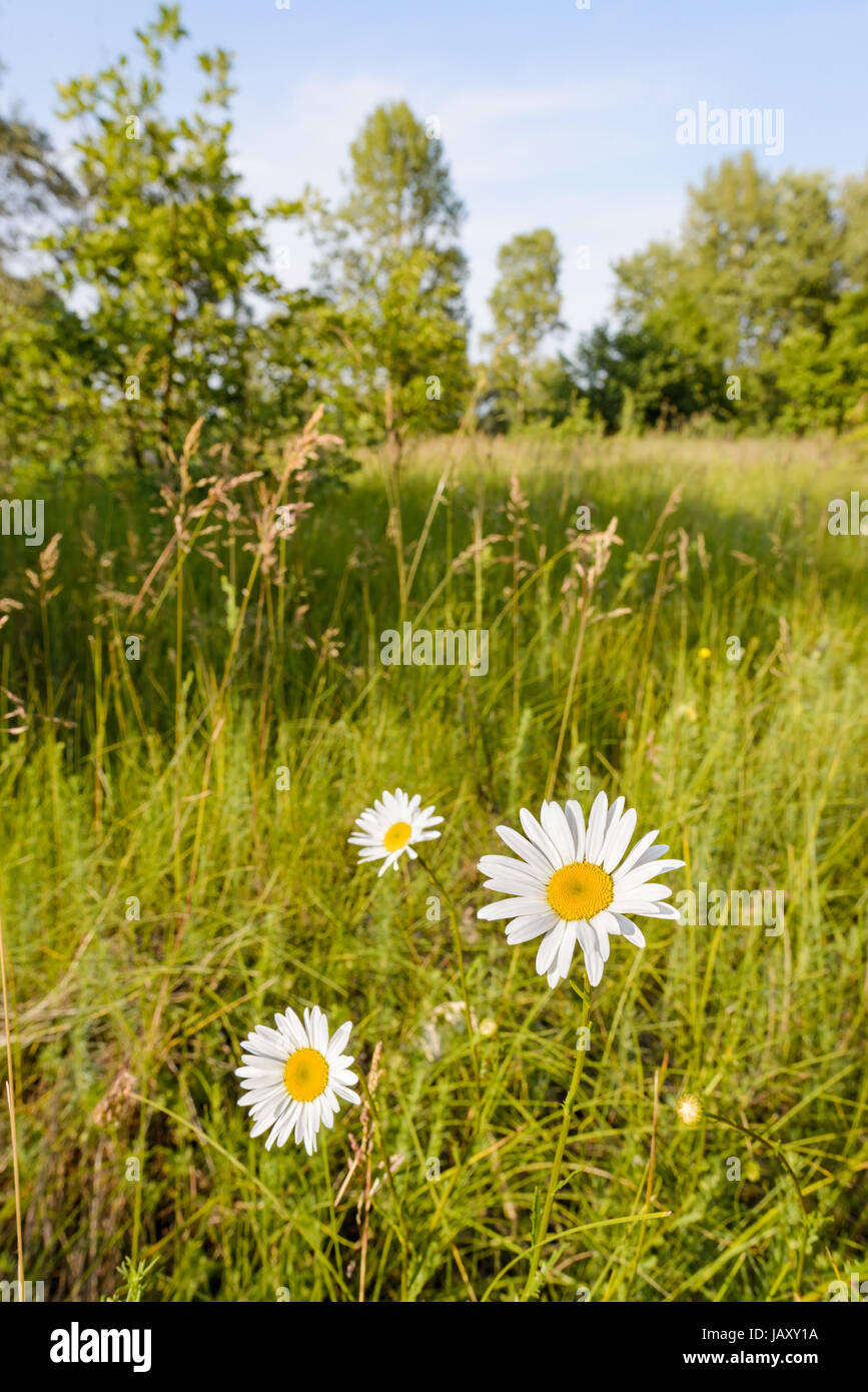 White chamomile flowers in a meadow under the warm sun Stock Photo - Alamy