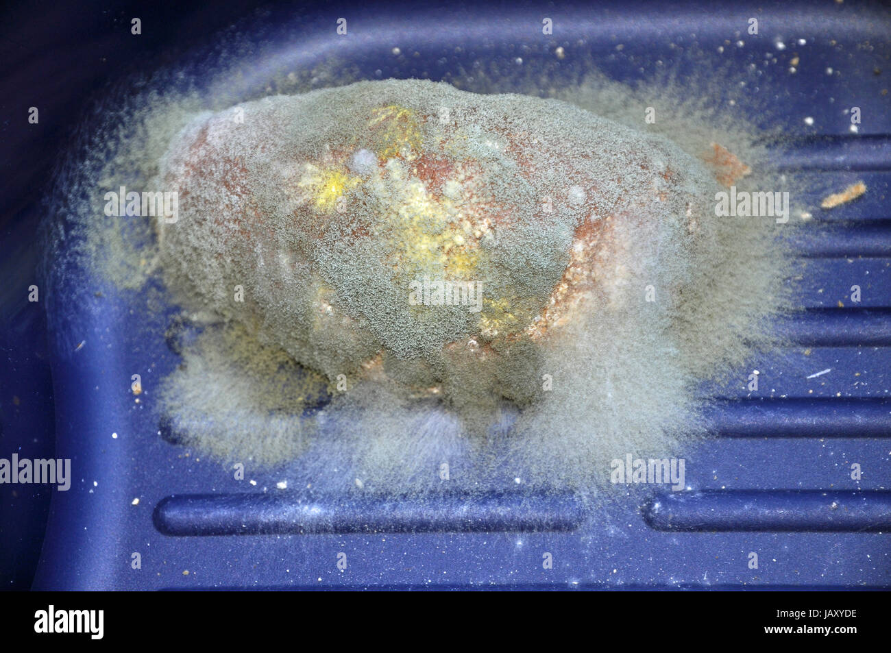 Brotschimmel, schimmel, schimmel, verschimmelt, verdorben, schimmlig, schimmelig, lebensmittel, schimmelpilz, schimmelpilze, bunt Stock Photo