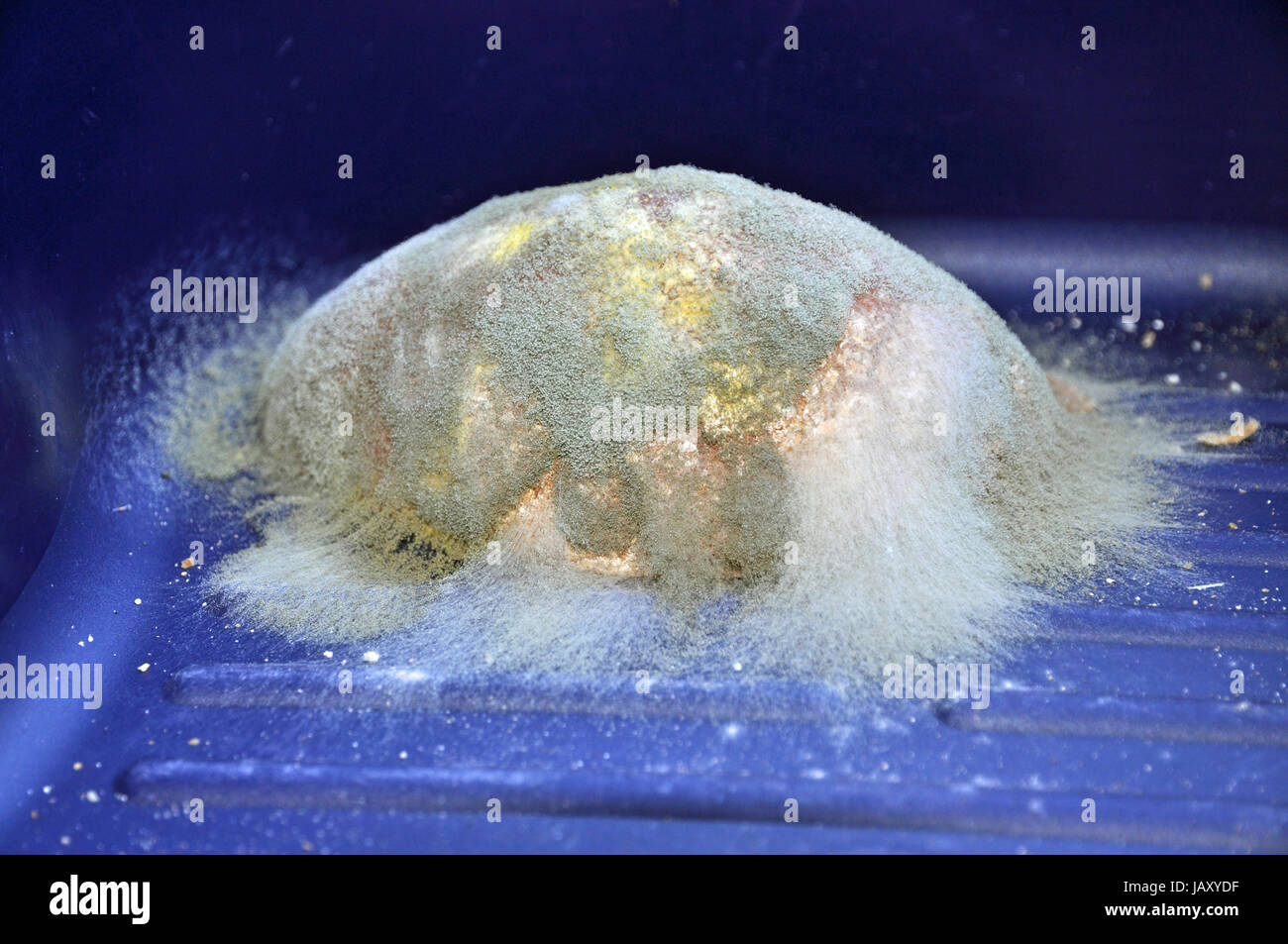 Brotschimmel, schimmel, schimmel, verschimmelt, verdorben, schimmlig, schimmelig, lebensmittel, schimmelpilz, schimmelpilze, bunt Stock Photo