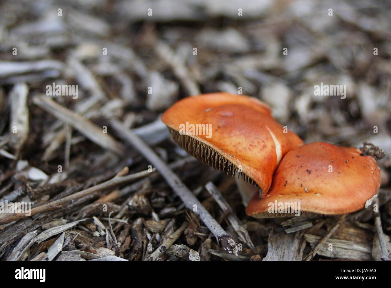 Mushroom Fungi Growing In Garden Mulch Stock Photo 144422488 Alamy