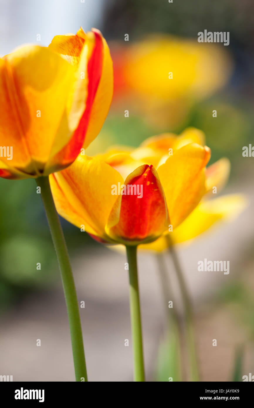 gelbe rote frische tulpen frühling im freien objekt blumen makro Stock Photo