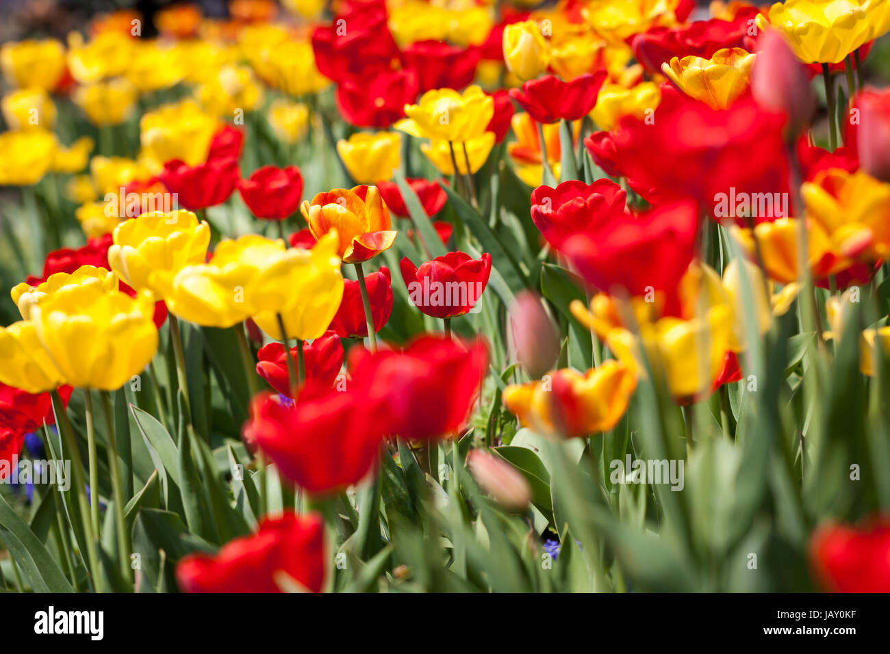gelbe rote frische tulpen frühling im freien objekt blumen makro Stock Photo