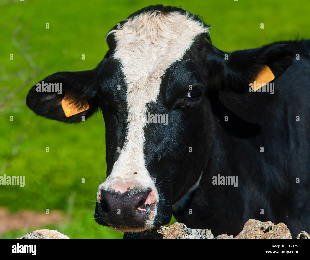 Funny cow on a green summer meadow. Blurred background Stock Photo - Alamy