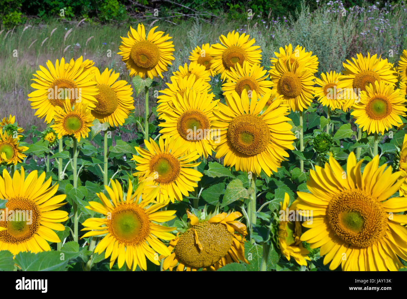 Beautiful blooming field of sunflowers under blue sky Stock Photo - Alamy