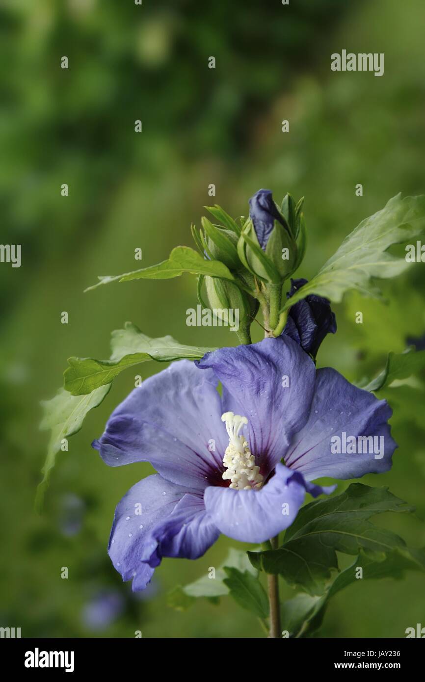 wet blue hibiscus / wet blue hibcus Stock Photo