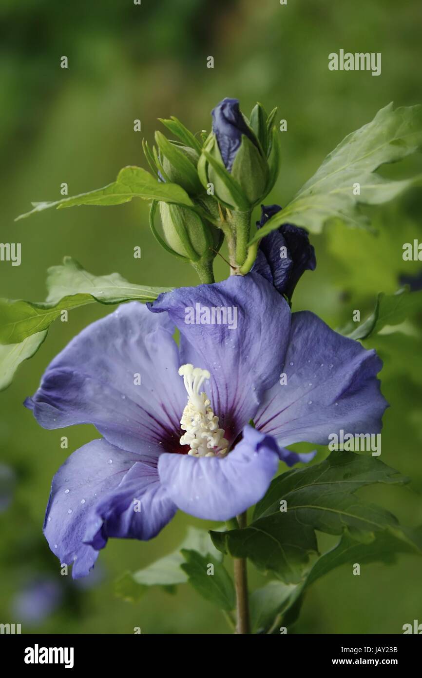 wet blue hibiscus / wet blue hibcus Stock Photo