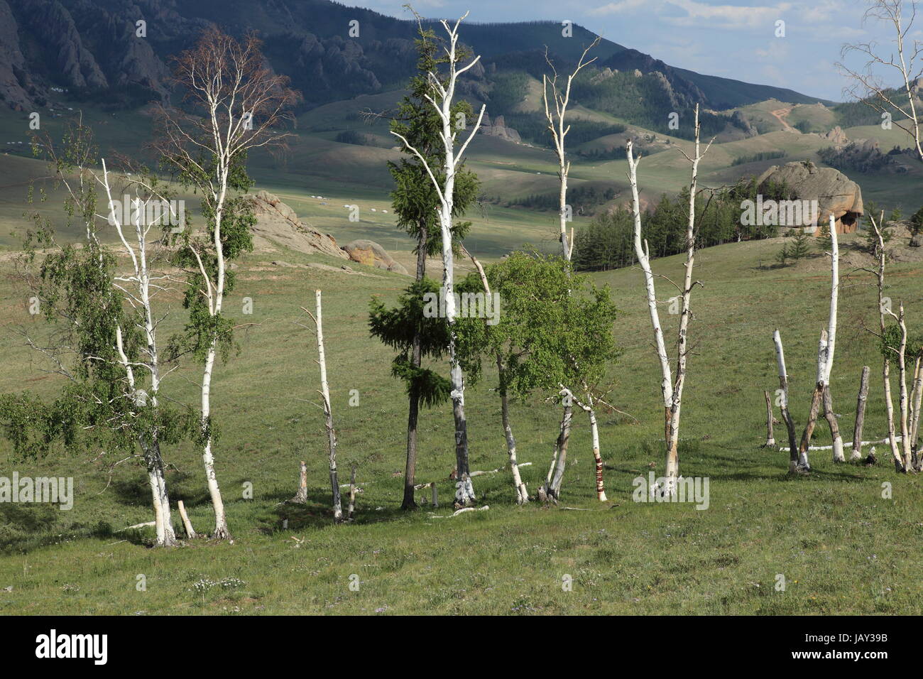 birkenwald in mongolia terelj national park Stock Photo